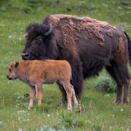 Let'S Go ! Fisherman, Families, Pools One Minute From Your Door, Comfort, Location Perfect, Amenity-Rich, Pup Friendly, Discover An Exceptional Wyoming Stay, Thermopolis River Walk Home At Hot Springs State Park, 'Where Families And Fisherman Stay' エクステリア 写真