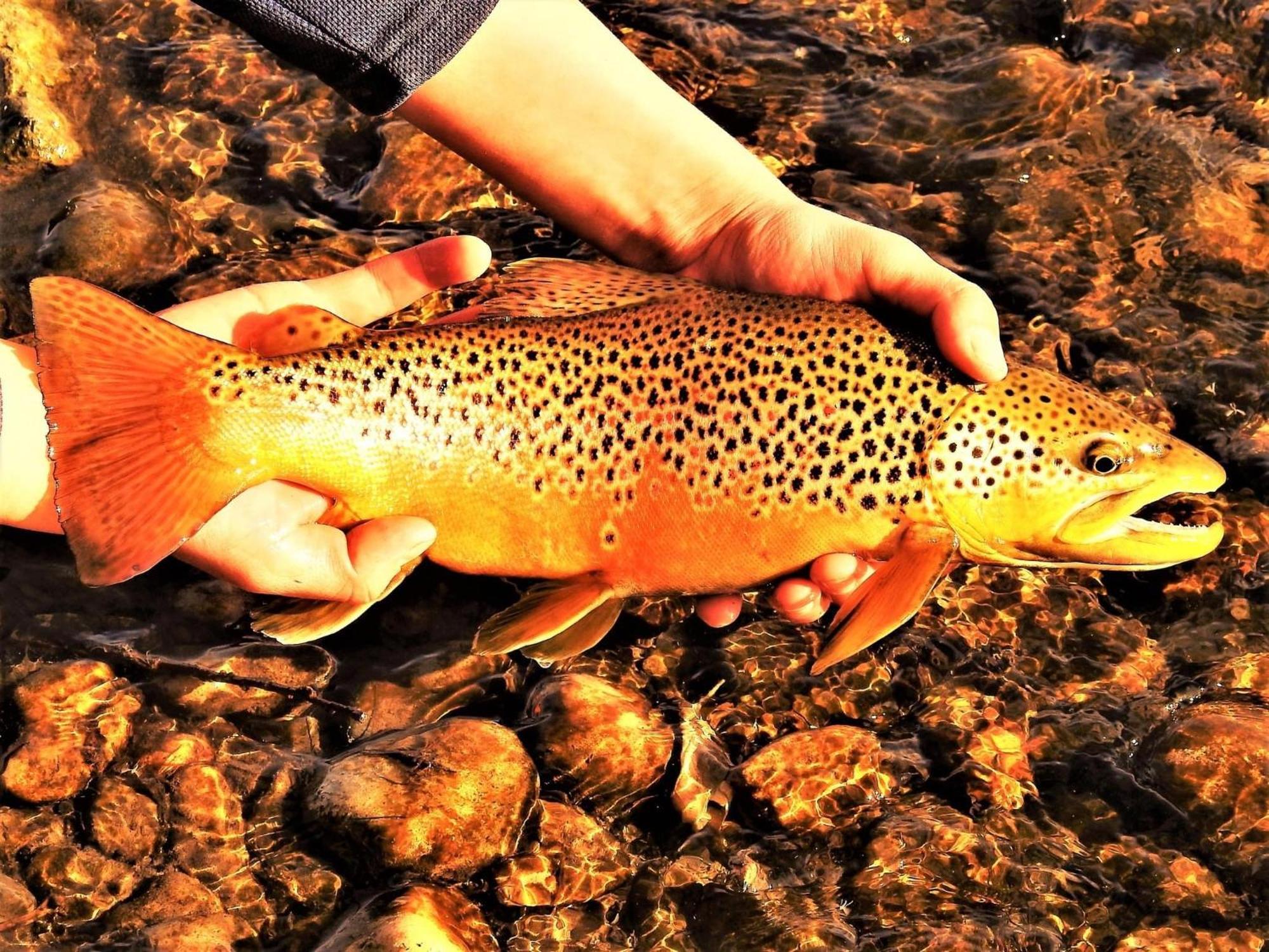 Let'S Go ! Fisherman, Families, Pools One Minute From Your Door, Comfort, Location Perfect, Amenity-Rich, Pup Friendly, Discover An Exceptional Wyoming Stay, Thermopolis River Walk Home At Hot Springs State Park, 'Where Families And Fisherman Stay' エクステリア 写真